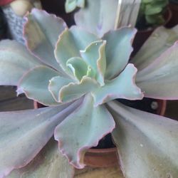 Succulent arrangements from $8-$20 and stand alone succulents at lower than retail prices 