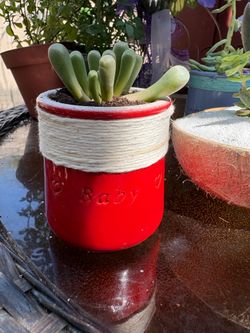 Mini pots plants