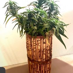 Bamboo Planter In Shades Of Organic Wood With Succulents 