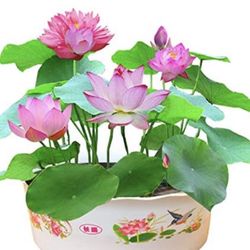 Live Lotus Flower Pond Water Plant 