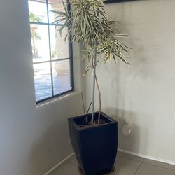 Indoor potted plant