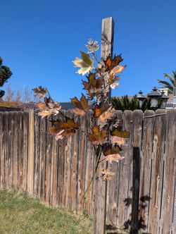 Vintage Curtis Jere Brass Maple Leaves. Located In Wasco 