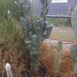 Monstrous Apple Cactus Plant