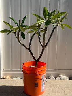 plumeria
