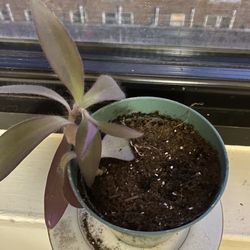 Healthy purple heart plant like new