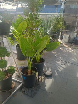 Elephant ear plants