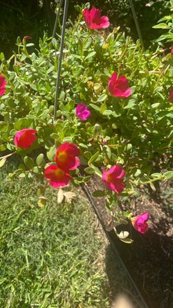 Hanging basket