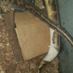 Snake Enclosure