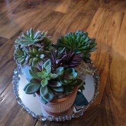 Fake Succulents