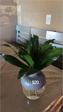 Live Plant in Propagation Vase
