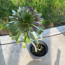 Esta planta lo tengo por $20