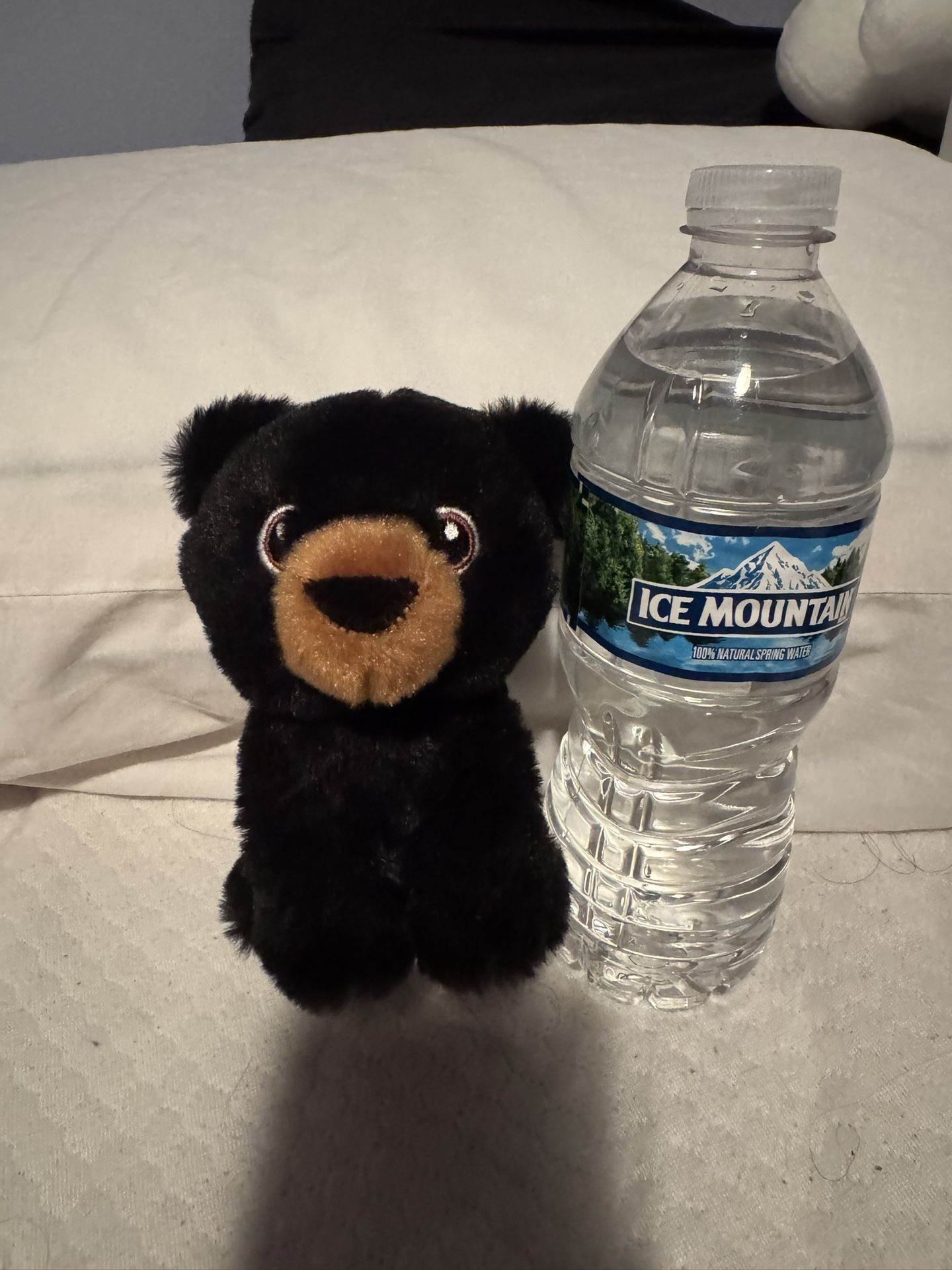 Aurora- Eco Nation Black Bear