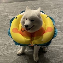 Inflatable Dog Cone