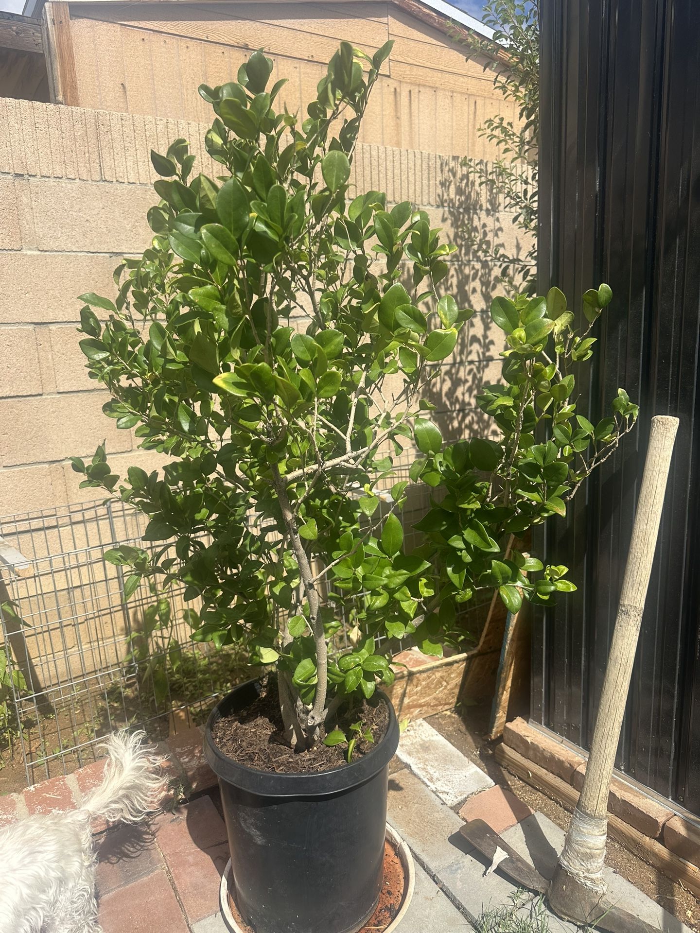 Arbol Natural Decorativo Para Tu Jardín