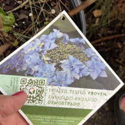 Hydrangea Blue 