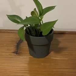 REAL Small Pothos Houseplant