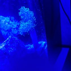 Coral Fluorescente Green