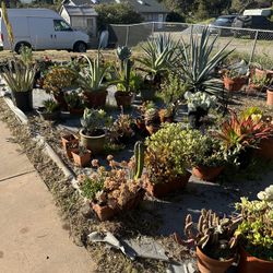 Huge Cacti & Succulent Collection 
