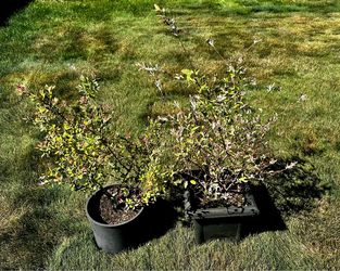 Asian Willow Bush