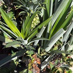 Crown Of Thorns And  A Pineapple Plantas