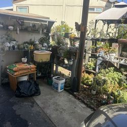 Suculent Plants Liquidation