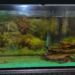 55 Gallon Tank