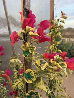 Variegated Bougainvillea