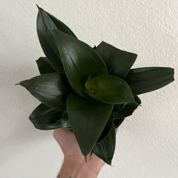 Snake Plant Birds Nest Hahnii 