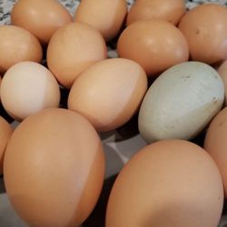 Dozen Eggs