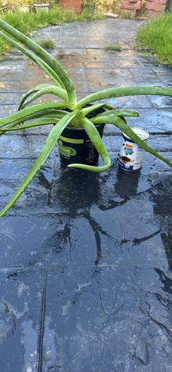 Aloe Vera