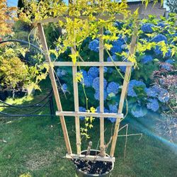 Beautiful Pink Jasmine 