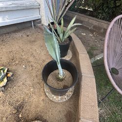 BEST OFFER Agave Americana plant