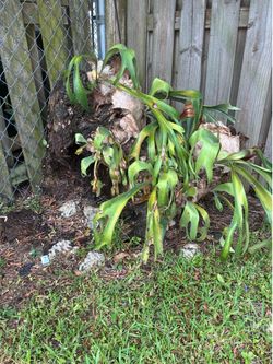 Large Mounted Staghorn Fern – $100