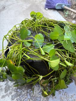Potted water poppy aquatic plants for sale