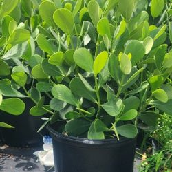 Beautiful Clusias Plants For Privacy!!! About 2 Feet Tall!!! Fertilized 