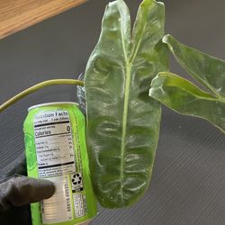 Well rooted Huge leaf Philodendron Billietiae; exact plant; 95820