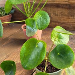 Smaller Chinese Money Plant *green Pot