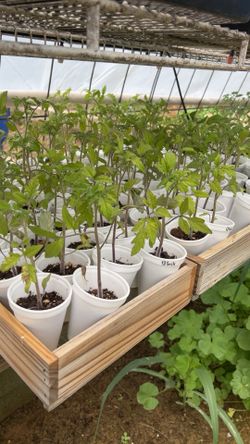 Tomato, Pepper, Mint, Plants Pink Brandywine , Black Krim Tomato’s