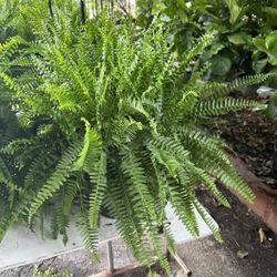 HOME PLANTS- SPECIAL PRICE BOSTON FERN