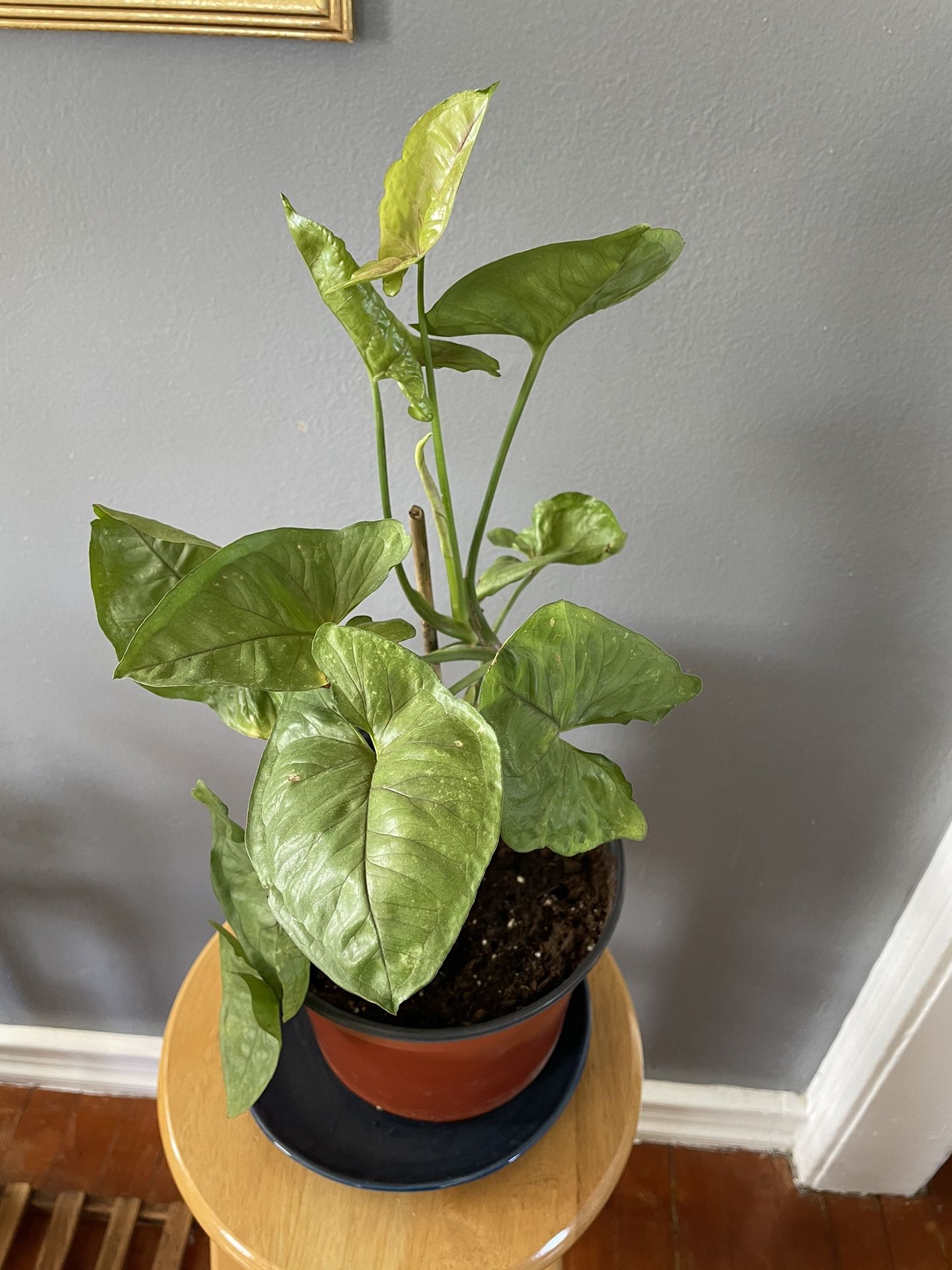 Indoor/outdoor Plants 