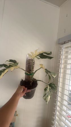 Monstera albo 4 leaf