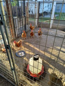 Feeder and waterer all seven things must go together free