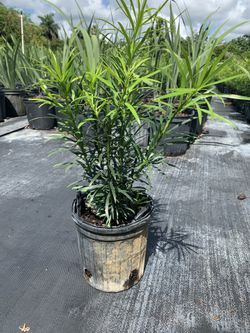 Dew podocarpus