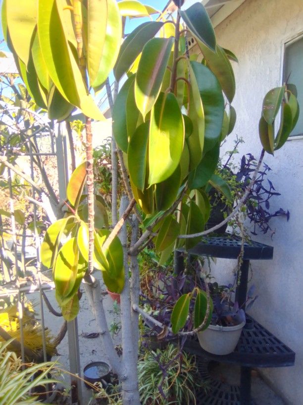 Rubber Plant W/Pot