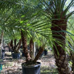 Robellini Palm Trees 🌴 