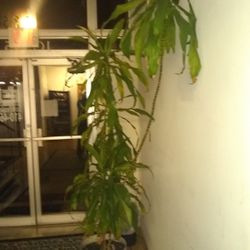Plant With White Planter 11 Ft Tall