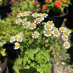 Artemisia Flower Plant 