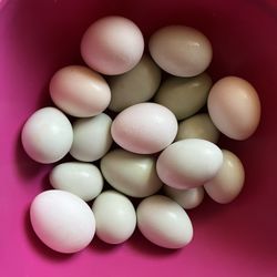 Organic Farm chicken eggs/duck eggs 