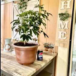 “Plants.” 🌱 Umbrella Plant🪴Planta Paraguas ☂️ 