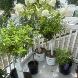 Panicled Hydrangeas